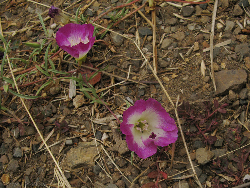 Clarkia-sp-farewell-to-spring-meadows-Strybing-2008-08-06-IMG 1110