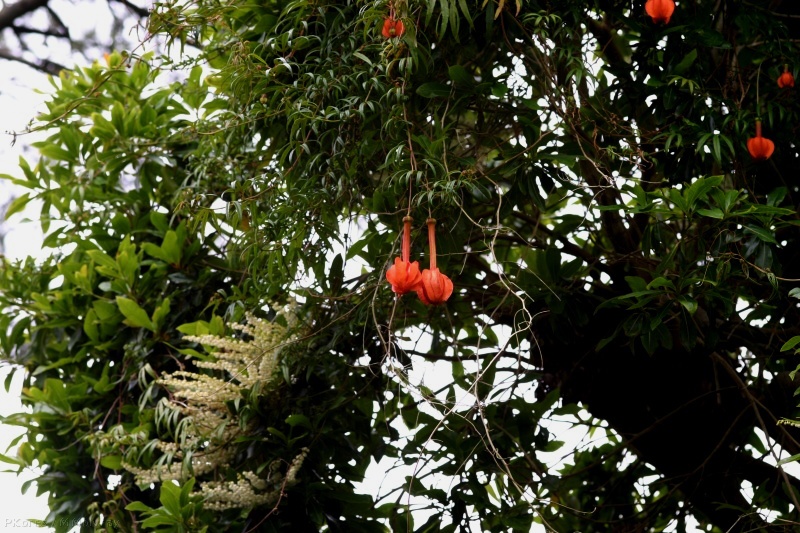 passiflora-parritae-1-2006-06-27