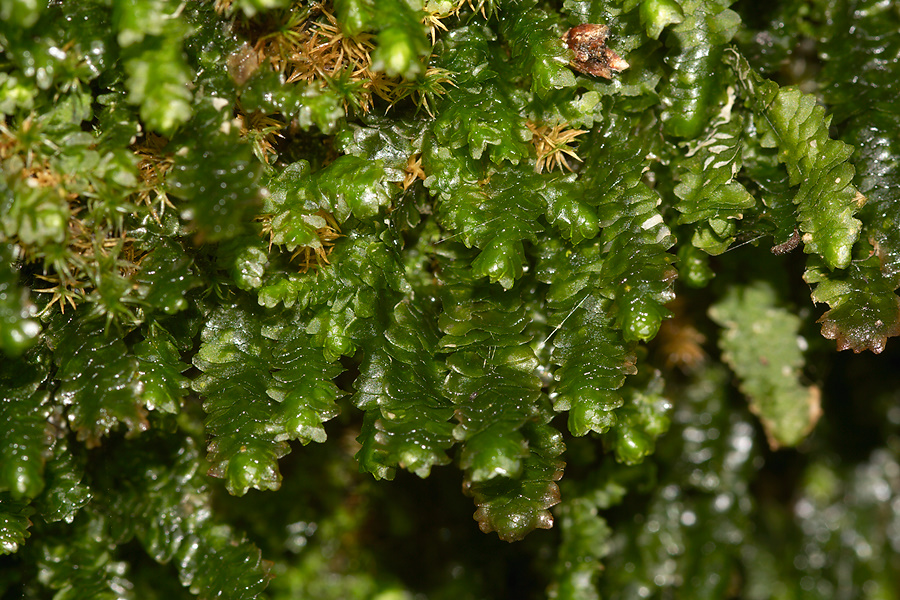Porella-bolanderi-leafy-liverwort-Mishe-Mokwa-trail-Sandstone-Peak-2012-12-23-IMG 7070