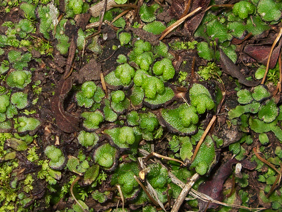 Asterella-californica-thallose-liverwort-with-carpocephala-La-Jolla-waterfall-trail-2011-02-01-IMG 6958