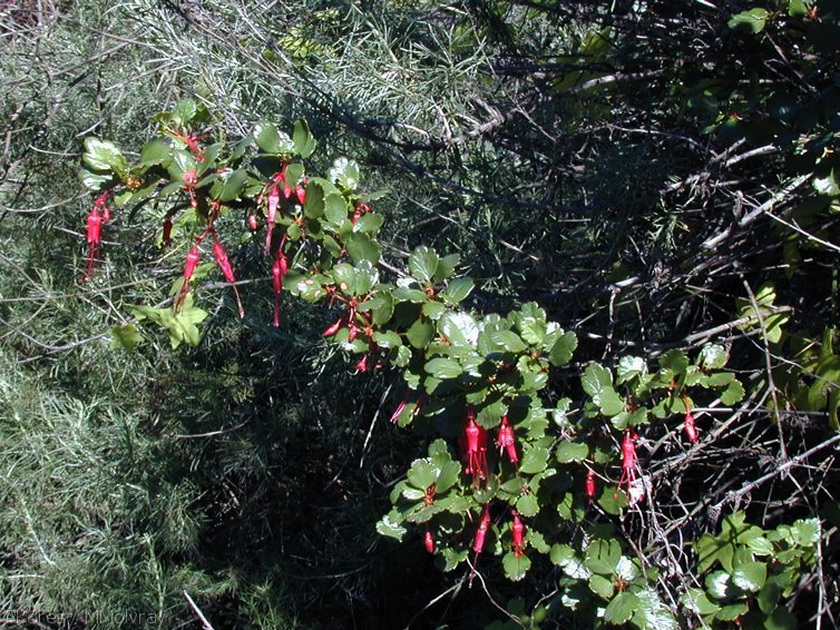 Ribes-speciosum-pl-2003-02-14.jpg