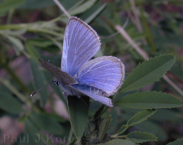 butterfly-blue-coastal-CA-2004-03-21.jpg