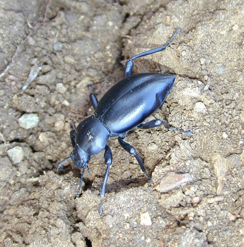 dung beetle1-2003-02-21