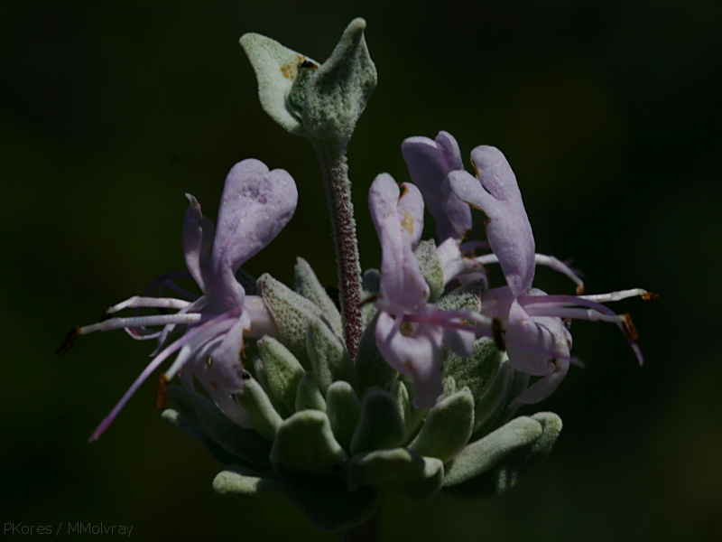 Salvia-leucophylla-purple-sage-Pt-Mugu-2008-05-18-img 7133