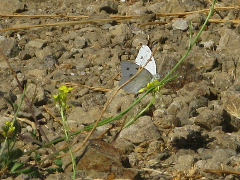 white-butterfly-on-crucifer-weed-santa-monica-mts-2008-09-18-IMG 1360
