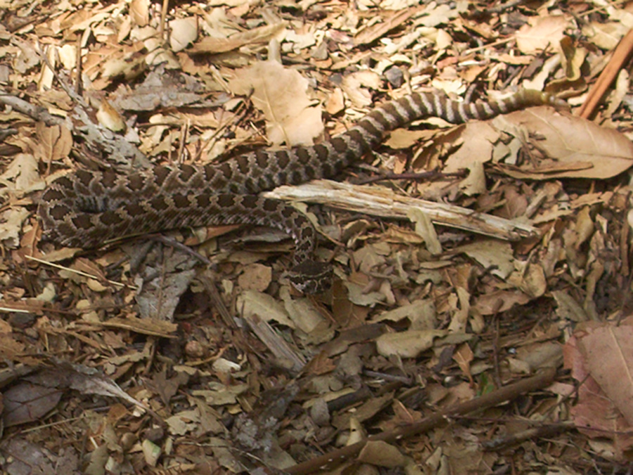 Western-rattlesnake-juvenile-Serrano-Canyon-2012-09-09-IMG 2767