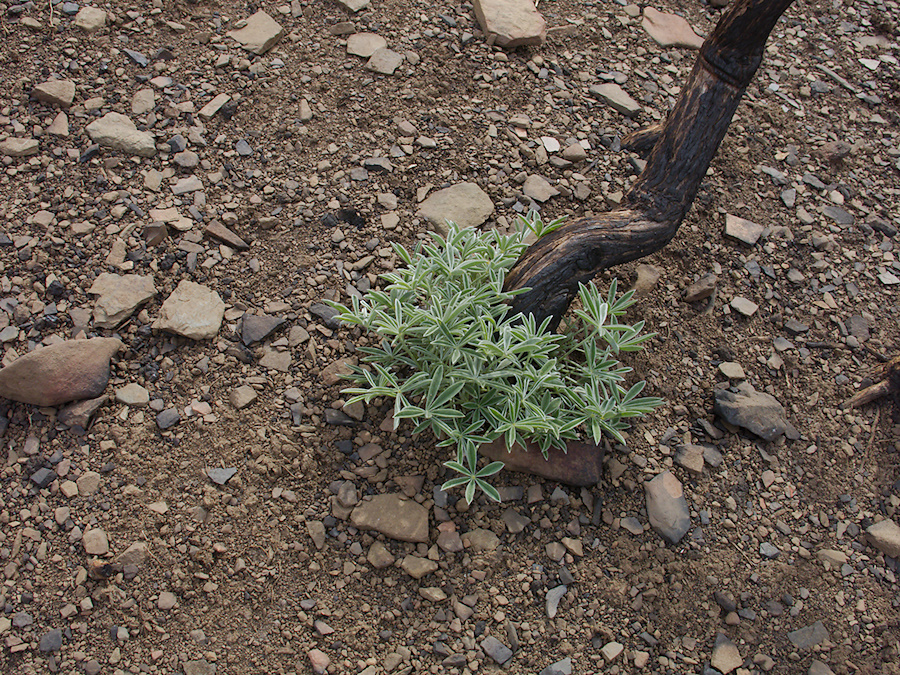 2014-01-08-Lupinus-arboreus-bush-lupine-stump-sprouting-Chumash-IMG 3120