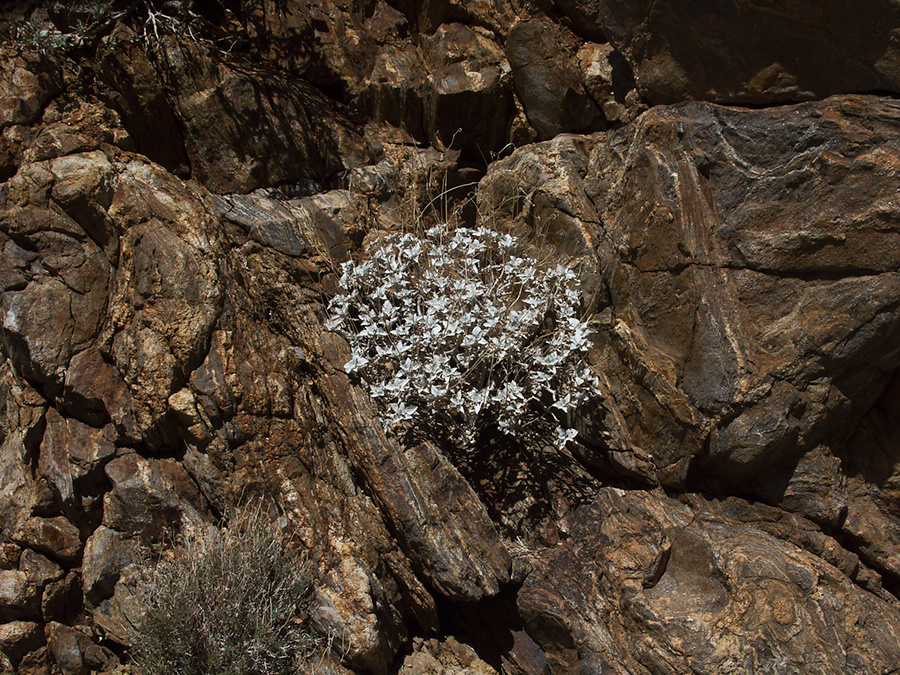 Encelia-farinosa-brittle-bush-vegetative-Rainbow-Canyon-2012-02-18-IMG 0520
