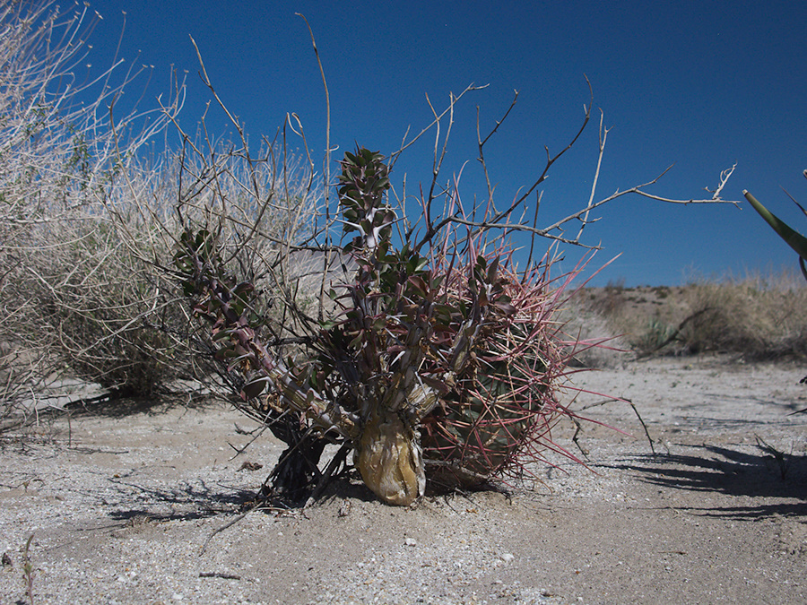 barrel-cactus-and-thorn-shrub-June-Wash-Anza-Borrego-2012-03-12-IMG 1026