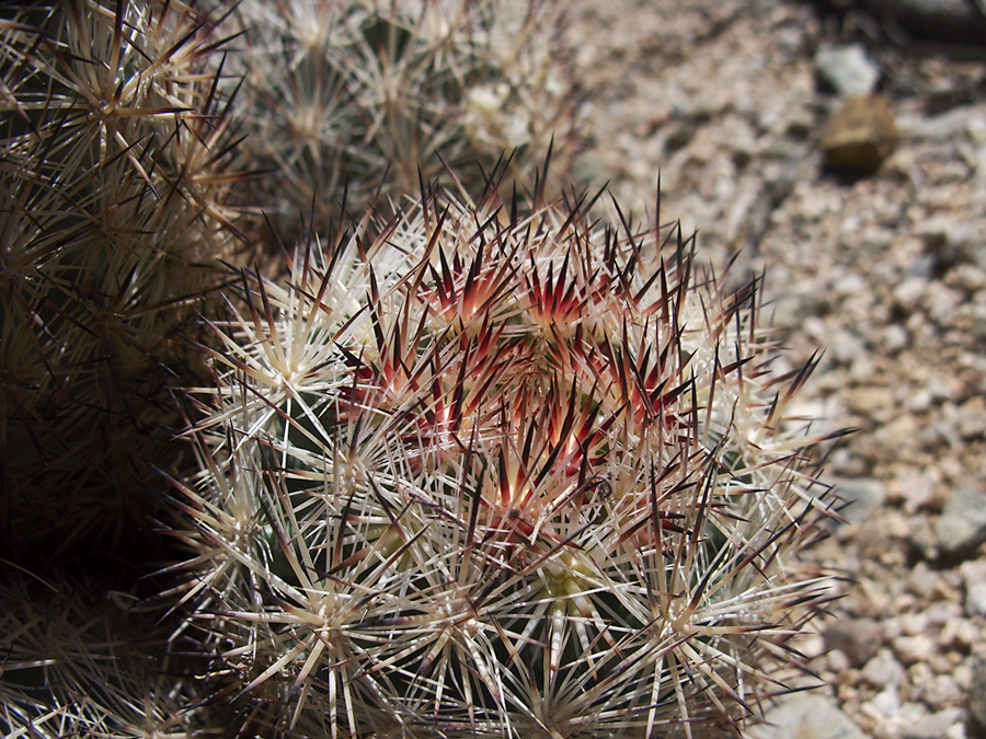 Escobaria-vivipara-foxtail-cactus-Joshua-Tree-2012-03-15-IMG 4466 3