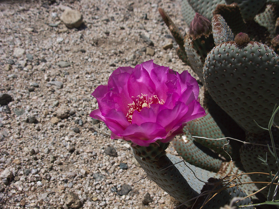 Opuntia-basilaris-beavertail-cactus-south-Joshua-Tree-2012-03-15-IMG 4466-1