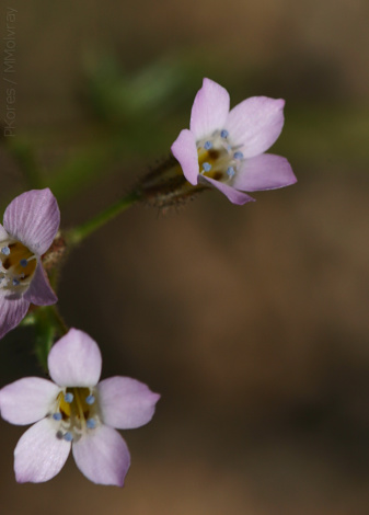 gilia-latiflora-broad-flowered-gilia-cottonwood-springs-rd-2008-03-28-img_6627.jpg
