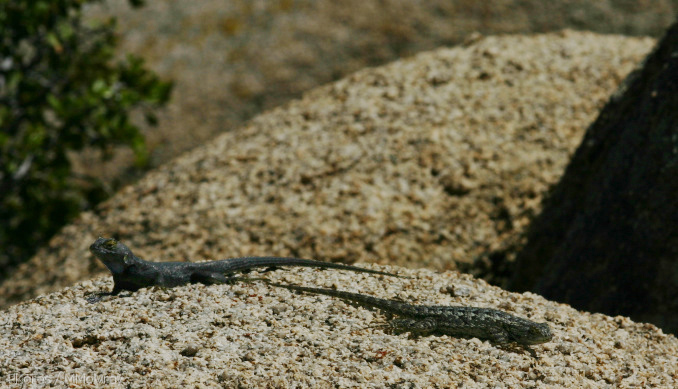 great-basin-fence-lizard-sceleporus-biseriatus-barker-dam-2008-03-29-img_6816.jpg