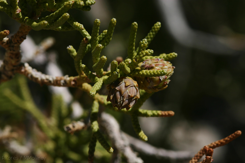 juniperus-californicus-with-possible-tip-galls-barker-dam-area-2008-03-29-img 6771