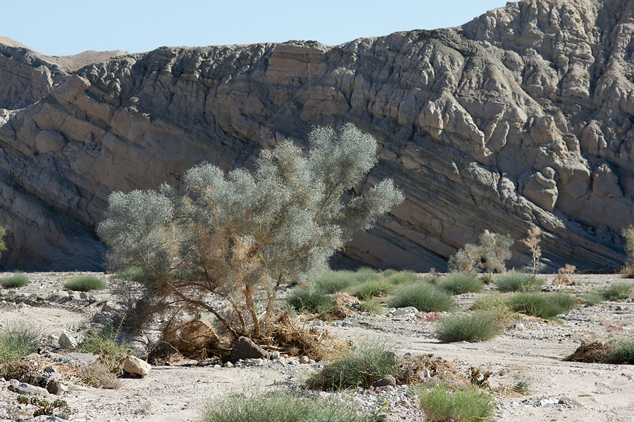 sedimentary-rocks-new-wash-Box-Canyon-2012-03-14-IMG 4355