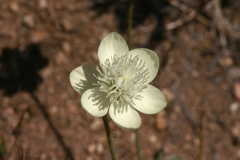 platystemon-californicus-creamcups-poppy-preserve-2008-04-25-img 7022