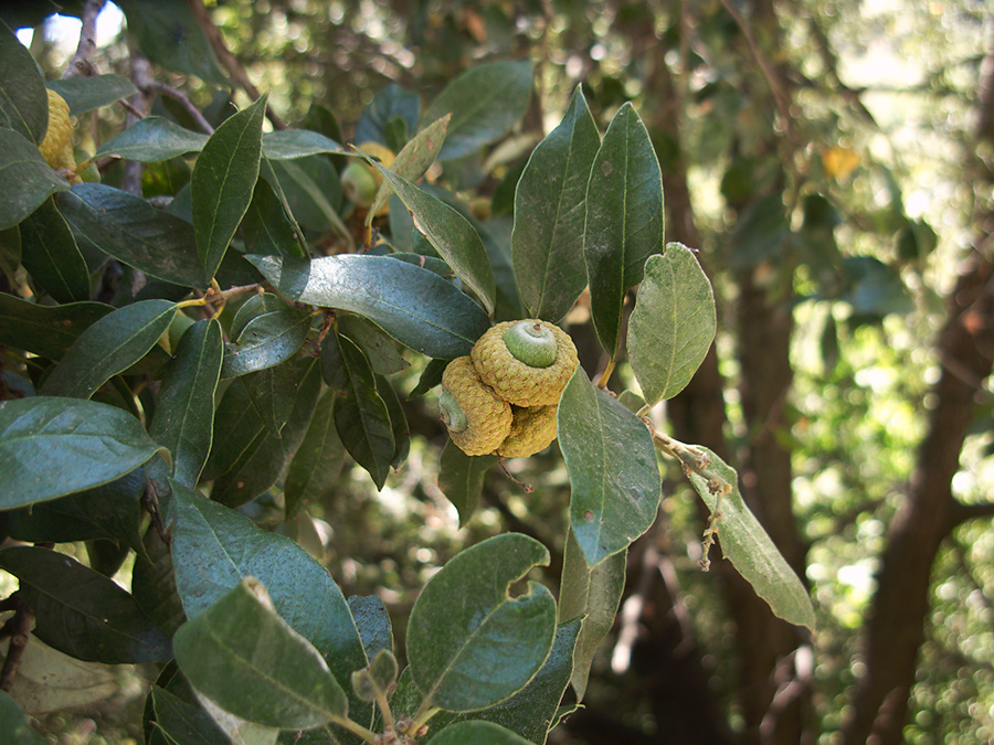 Quercus-sp-engelmannii-on-road-to-Grants-Grove-SequoiaNP-2012-07-30-IMG 2389