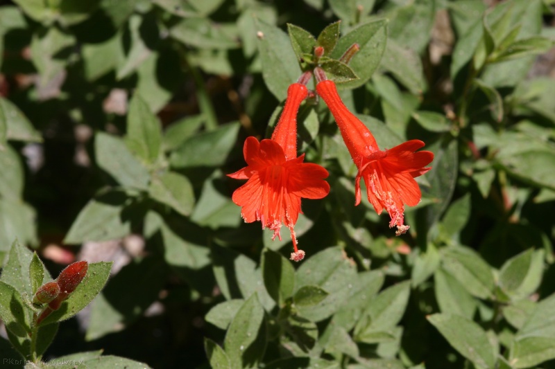 epilobium-canum-california-fuschia-devils-postpile-road-2007-08-11-img 4425