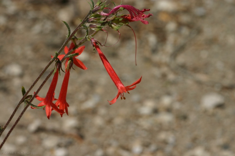 ipomopsis-aggregata-scarlet-gilia-devils-postpile-road-2007-08-11-img 4439