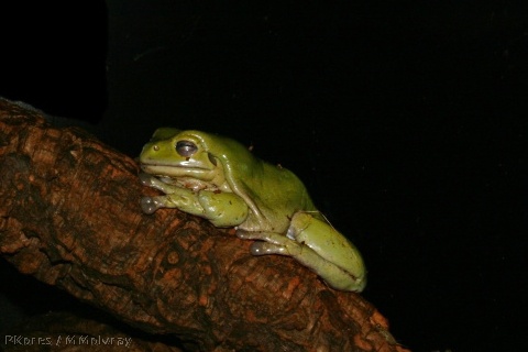 sf-aquarium-green-tree-frog-2006-06-29.jpg