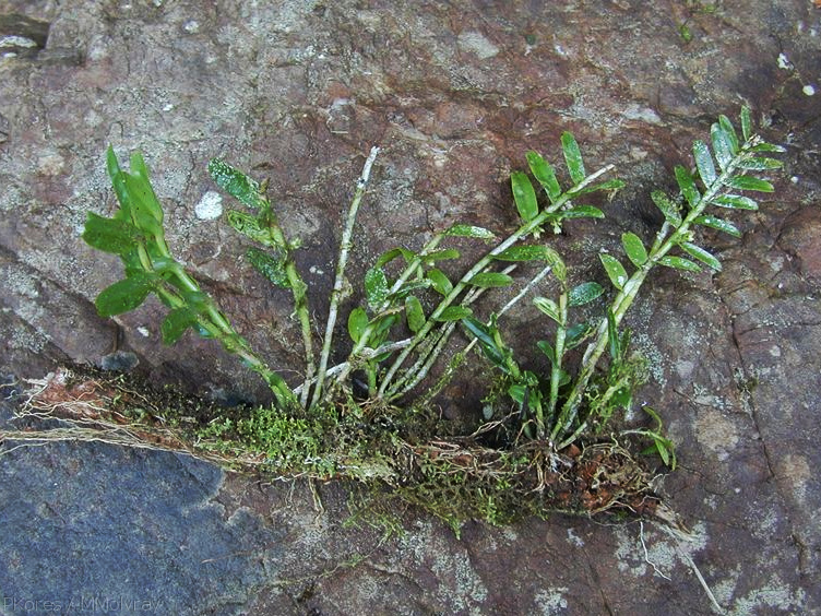Appendicula-plants-Viti-Levu-Galoa-and-Namosi-2000-Nov-Dec.jpg