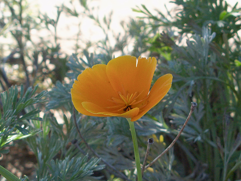 Eschscholtzia-californica-California-poppy-Moorpark-2009-11-17-IMG 3515