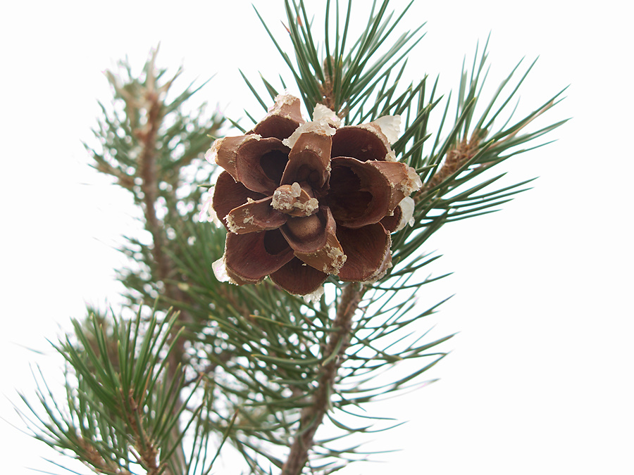 pinyon-Pinus-edulis-cone-with-one-seed-N-Joshua-Tree-2010-11-20-IMG 6623