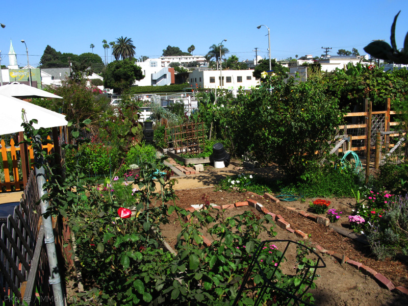 santa-monica-allotments-2008-09-26-IMG 1404