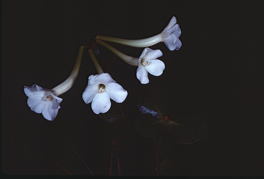Rhododendron-carrii-Mt-Victoria-PNG-1978-050