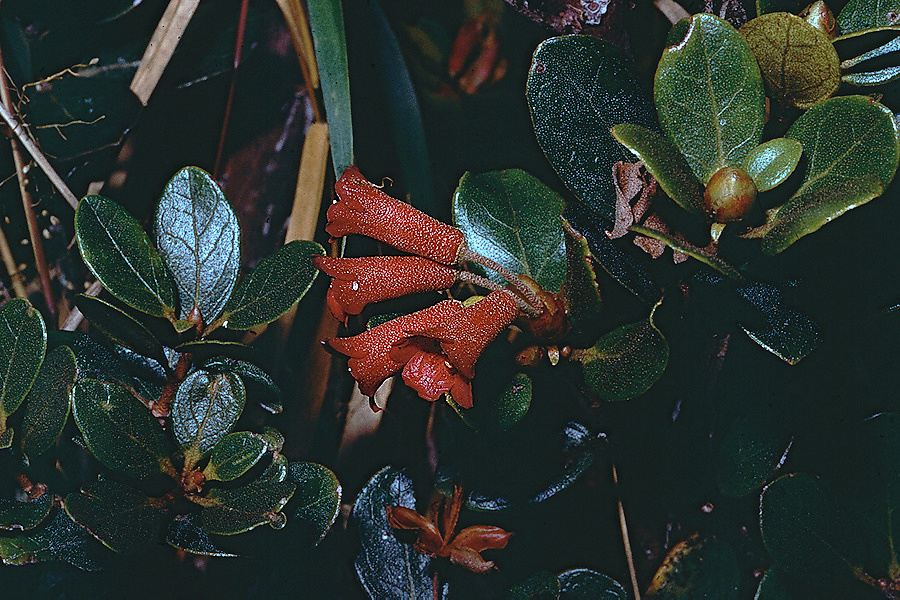 Rhododendron-invasorium-Bulldog-Rd-PNG-1975-022