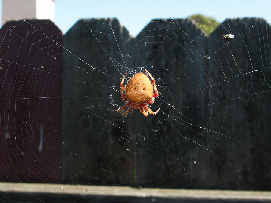 orb-weaving-spider-large-orange-2010-10-22-IMG 6509