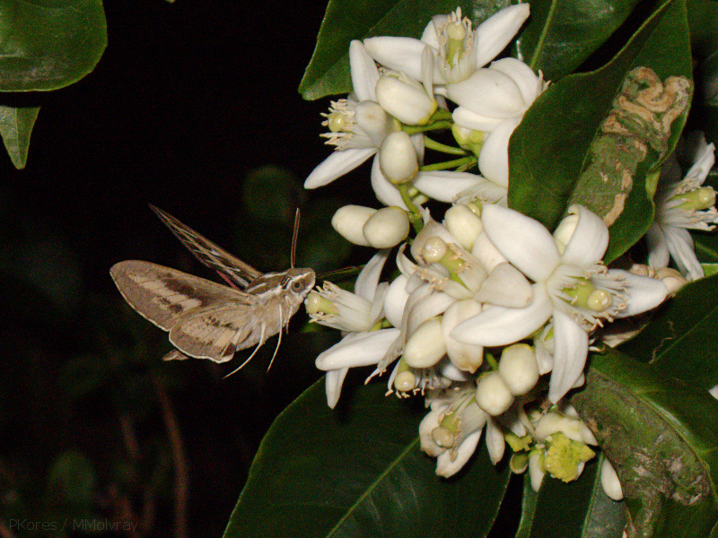 sphingid-moths-visiting-orange-tree-flowers-2009-02-28-IMG 2512