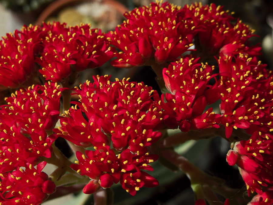 Crassula-falcata-brilliant-red-flowers-propeller-plant-2010-09-29-IMG 6499