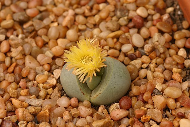 stone-plant-flowering-pleiospilos-jade-yellow-3-3.jpg
