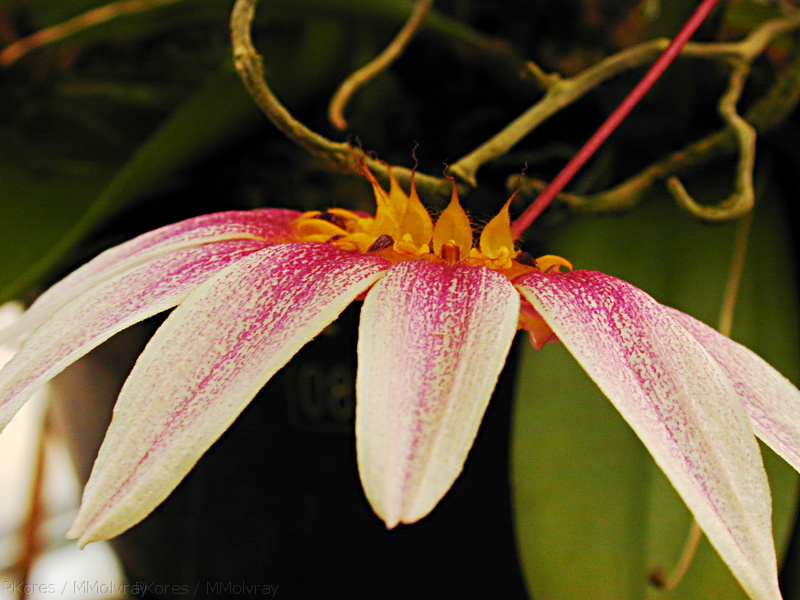 Bulbophyllum-lepidum-Leiden-BotGard