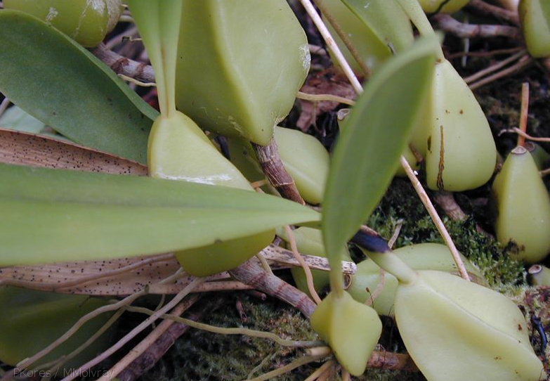Bulbophyllum-sp-Gabon-1.jpg