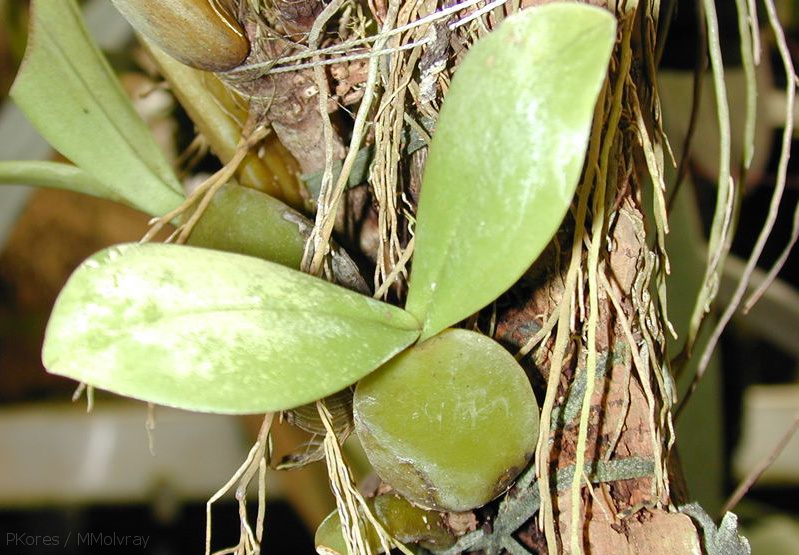 Bulbophyllum-vulcanicum