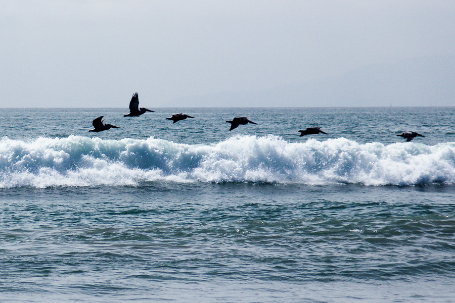 brown-pelicans-flying-Ormond-beach-2012-03-13-IMG 1061