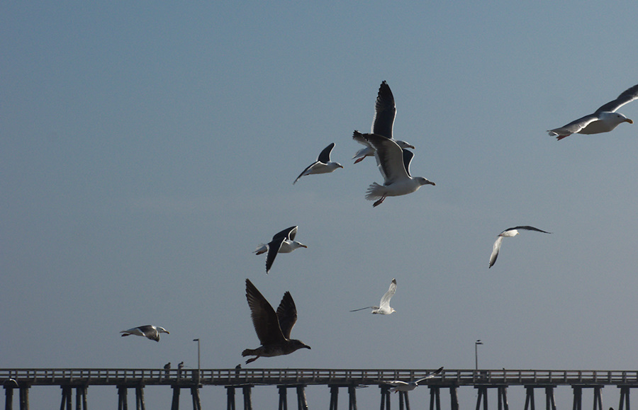 gulls-taking-off-Port-Hueneme-beach-2012-12-08-IMG 2923