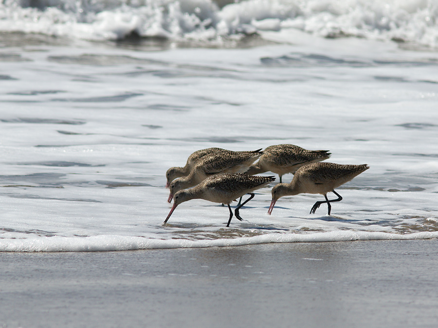 marbled-godwits-Limosa-fedoa-Ormond-Beach-2012-03-13-IMG 4284