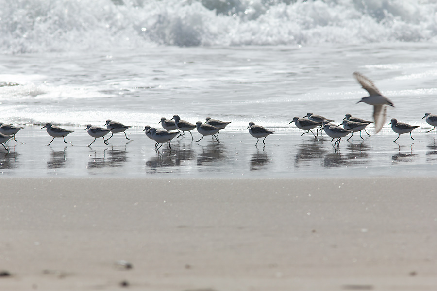 sanderlings-Calidris-alba-Ormond-Beach-2012-03-13-IMG 4320