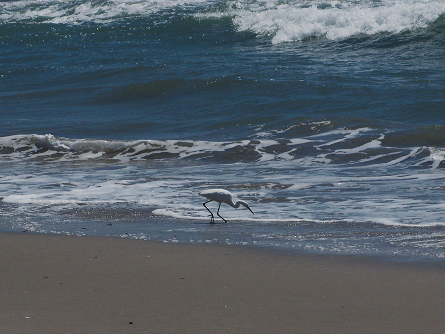 snowy-egret-Egretta-thula-foraging-in-surf-Port-Hueneme-beach-2012-08-14-IMG 2647