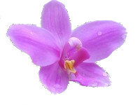 Spathoglottis plicata, a Fijian orchid