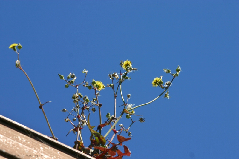 sow's thistle growing in the gutter at my house