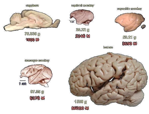 brains of different primates from humans to squirrel monkeys and one rodent, a capybara