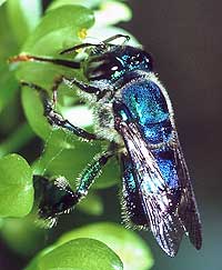 brilliant metallic turquoise euglossine bee