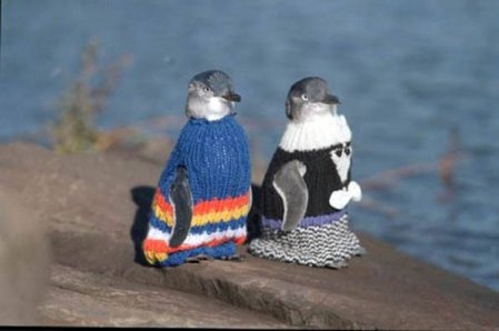 little blue penguins in knitted sweaters, looking alert and important. Original photographer unknown.