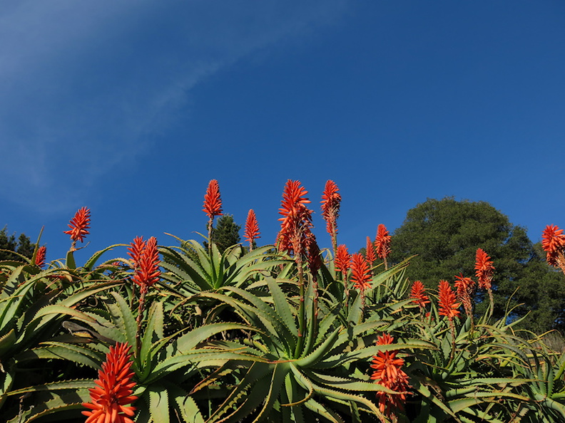 Aloe-arborescens-red-flowered-UCBerkeley-Bot-Gard-2013-03-01-IMG_0113.jpg