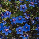 Anagallis-monelli-blue-pimpernel-Portugal-Berkeley-2010-05-22-IMG 5418