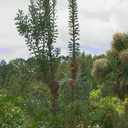 Banksia-integrifolia-coastal-banksia-NSW-Berkeley-2010-05-22-IMG 5330